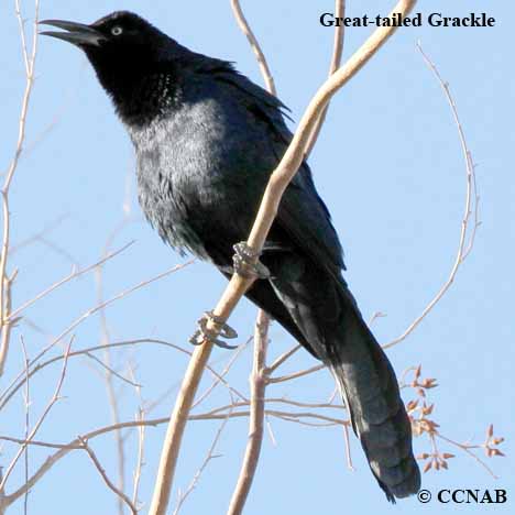 Birds of North America