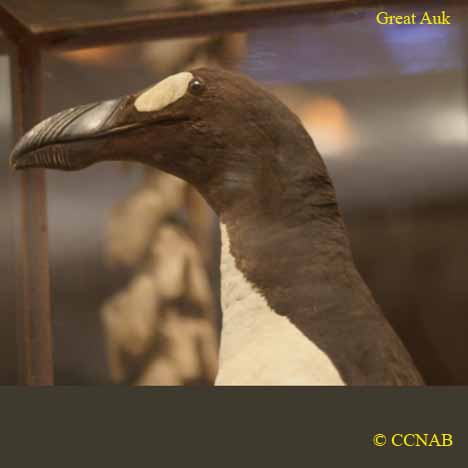 Birds of North America