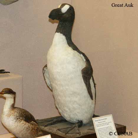 Birds of North America