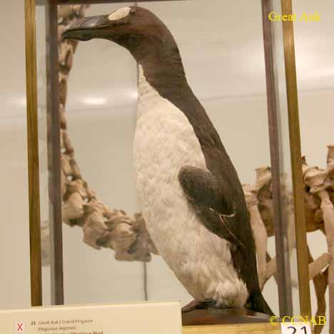 Birds of North America