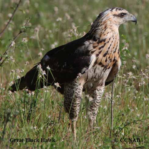Birds of North America