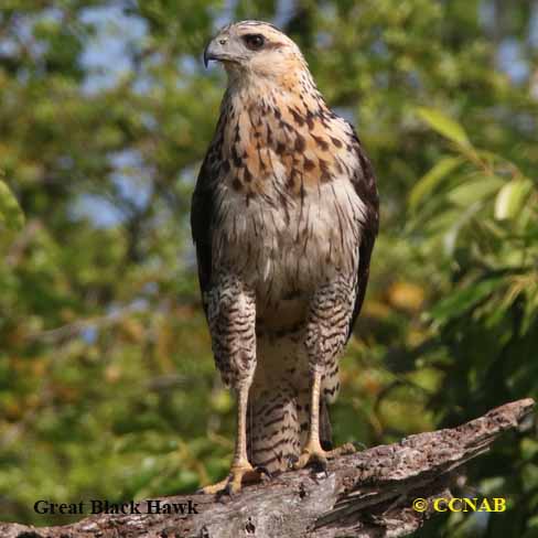 Birds of North America