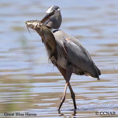 North American Herons