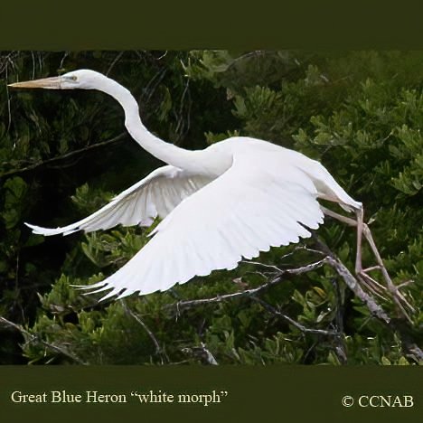 Birds of North America