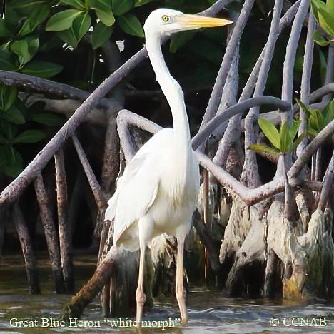 Birds of North America