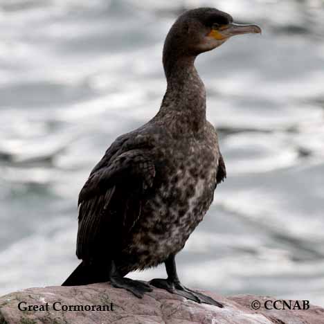 Birds of North America