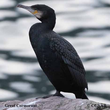 Birds of North America