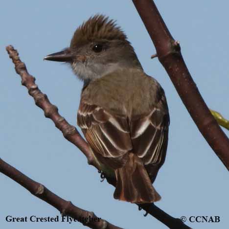 Birds of North America