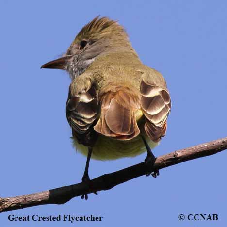 Birds of North America