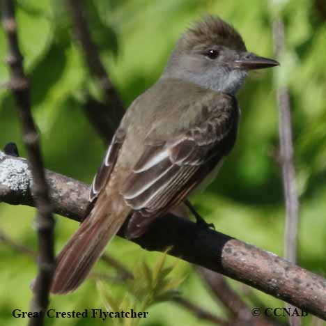 Birds of North America