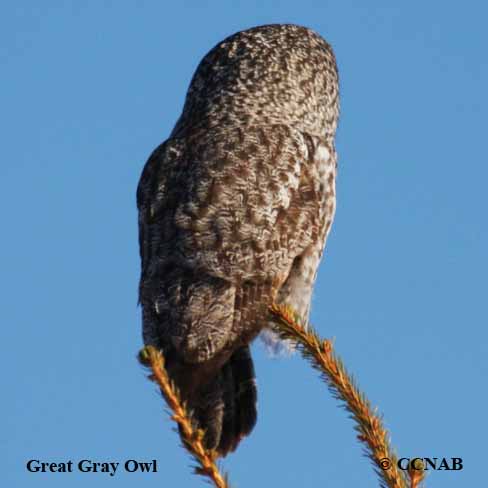 Birds of North America