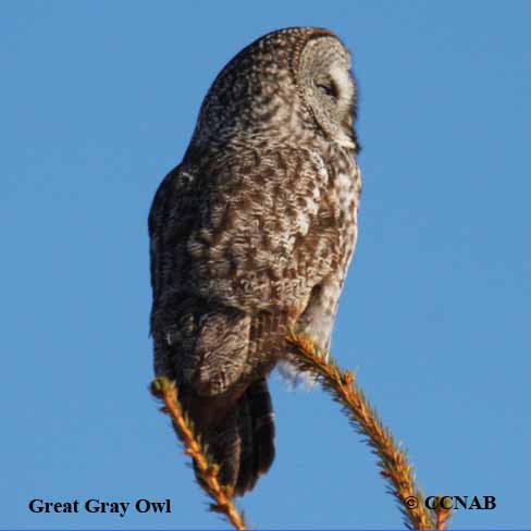 Birds of North America
