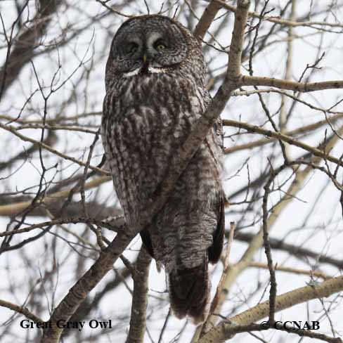 Birds of North America