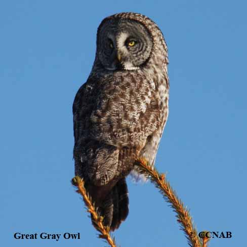 Birds of North America