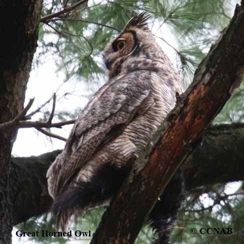 Birds of North America