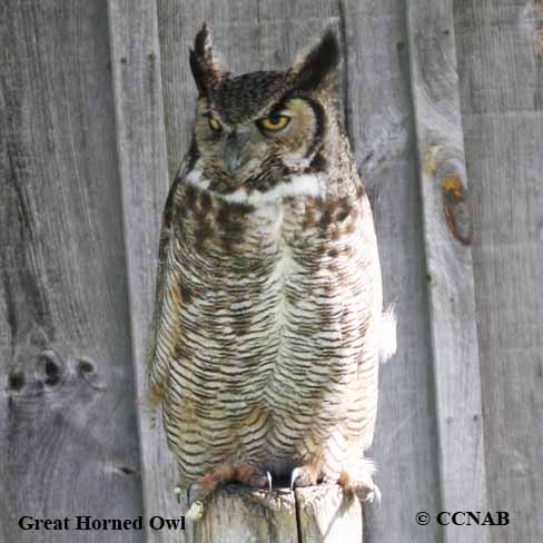 North American Owls
