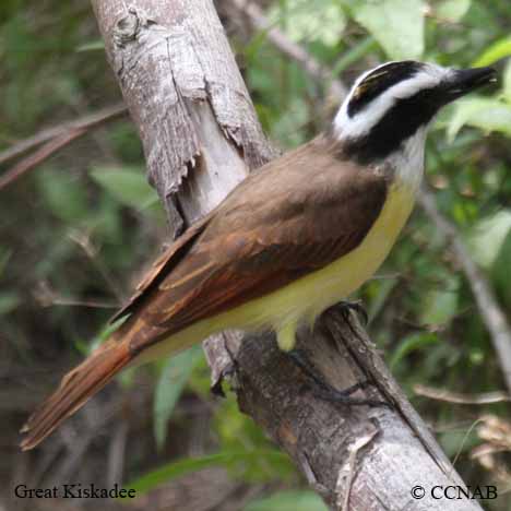 Birds of North America