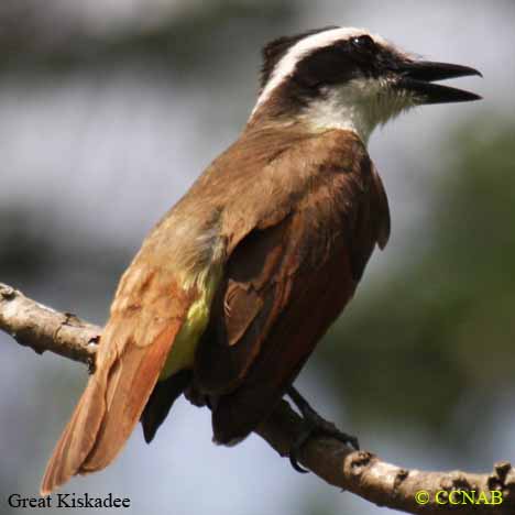 Birds of North America