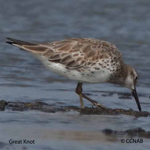 Birds of North America