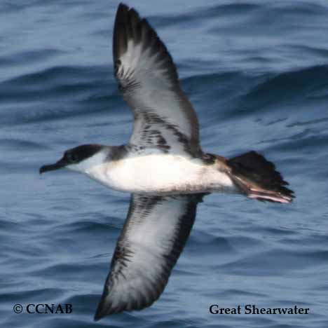 Birds of North America