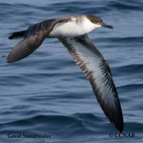 Birds of North America