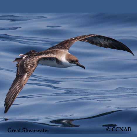 Birds of North America