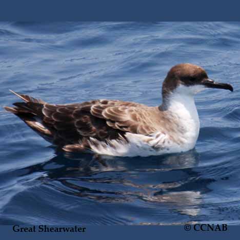 Birds of North America