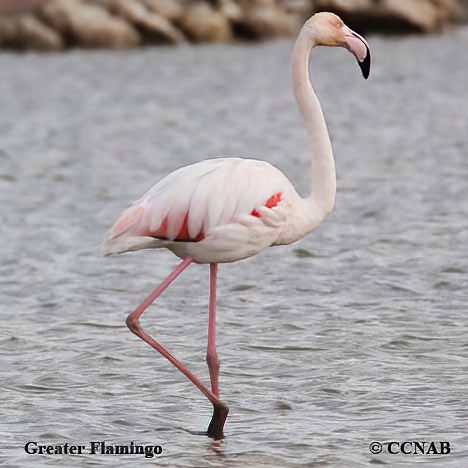 Greater Flamingo