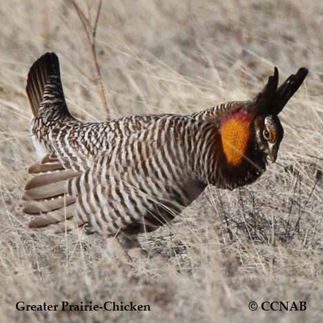 Greater Prairie-Chicken