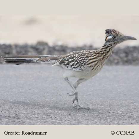Birds of North America