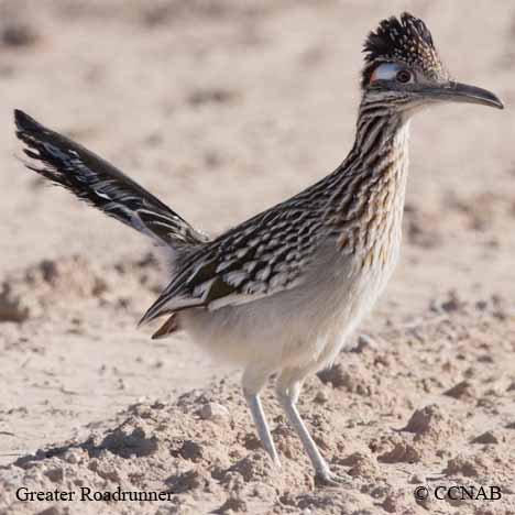 Greater Roadrunner