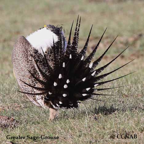 Centrocercus urophasianus
