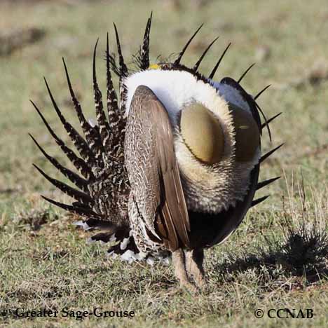 Centrocercus urophasianus