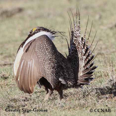 Centrocercus urophasianus