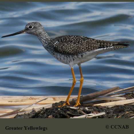 Greater Yellowlegs
