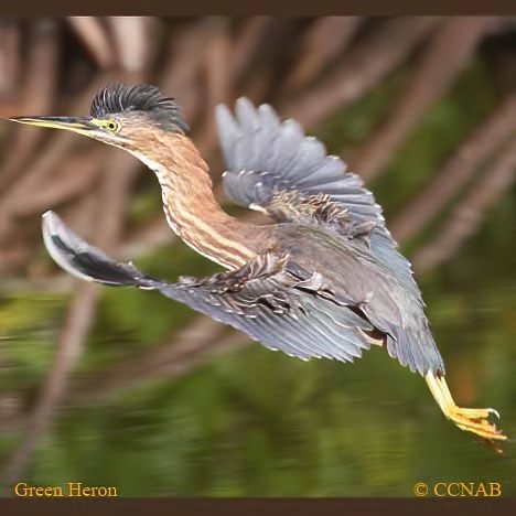 North American Birds