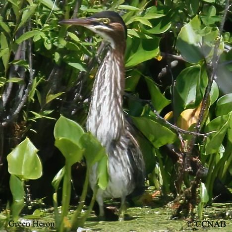 North American Birds