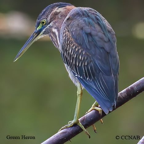 North American Birds