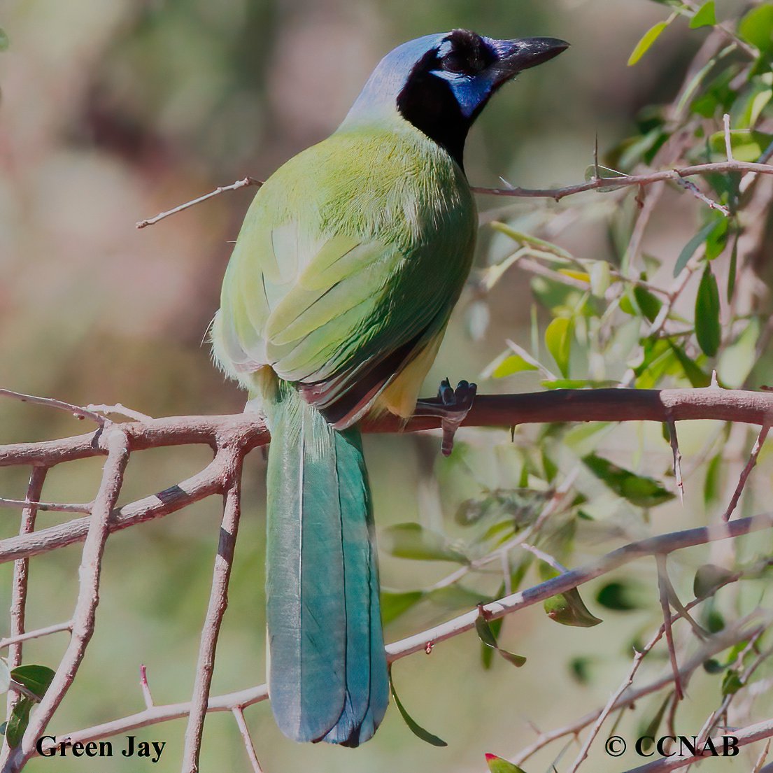 Birds of North America