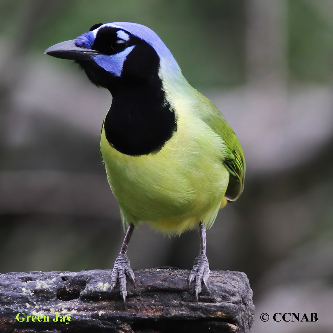 Birds of North America