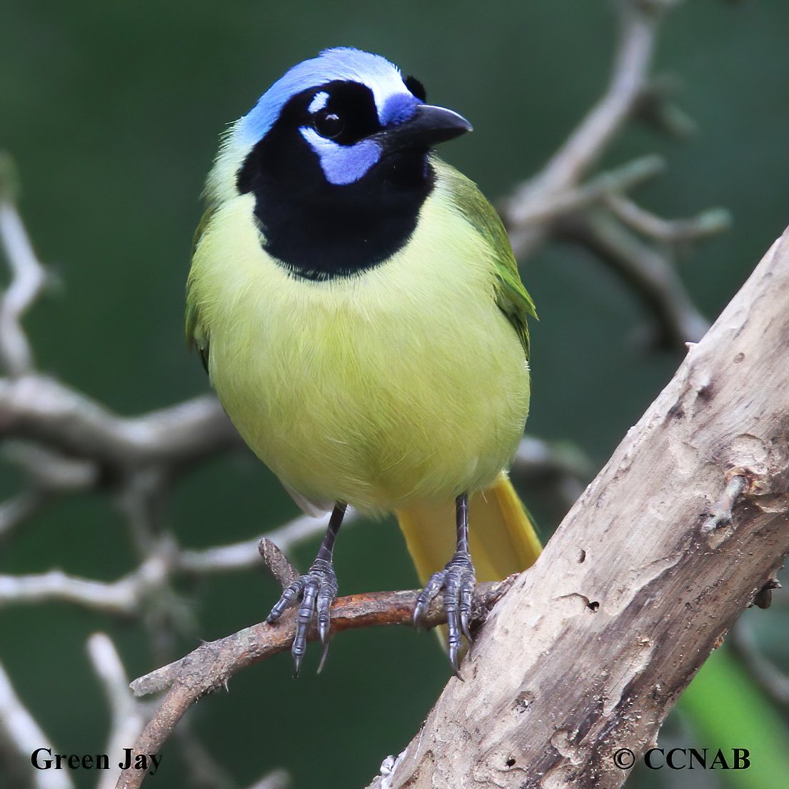 Birds of North America