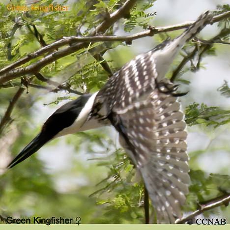 Birds of North America