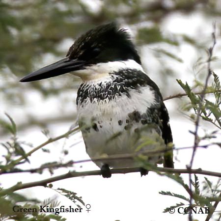 Birds of North America