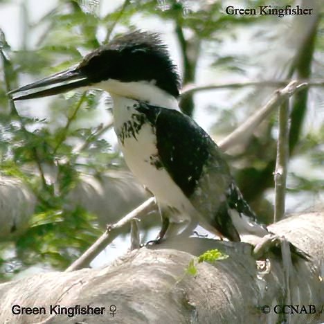 Birds of North America