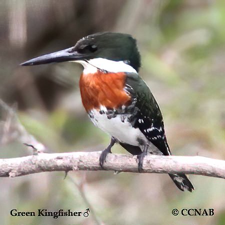 Birds of North America