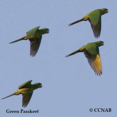 Birds of North America