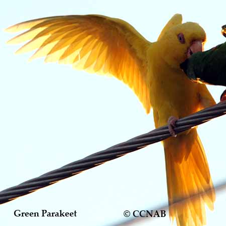 Birds of North America