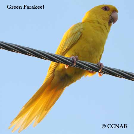 Birds of North America