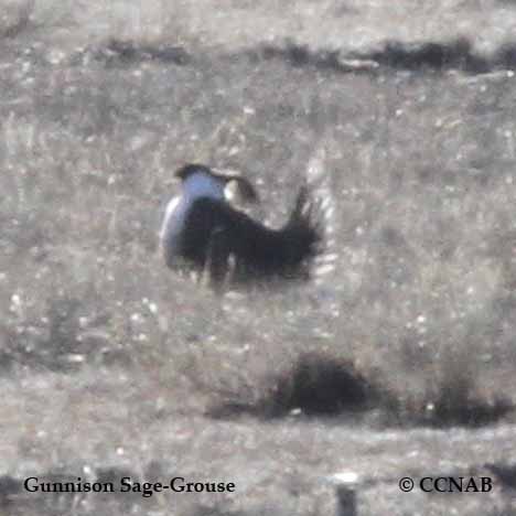 Birds of North America