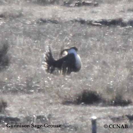 Birds of North America